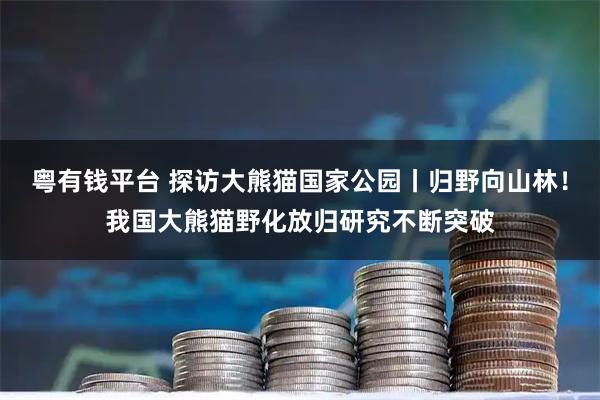 粤有钱平台 探访大熊猫国家公园丨归野向山林!我国大熊猫野化放归研究不断突破